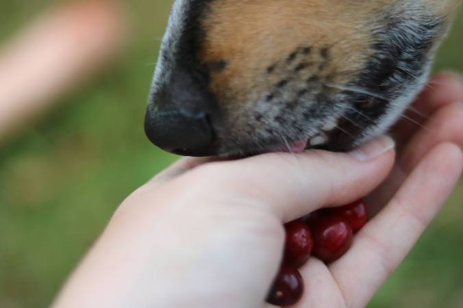 Bild på en hundnos och en människohand.
