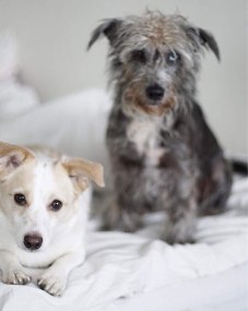 Två små hundar i en säng