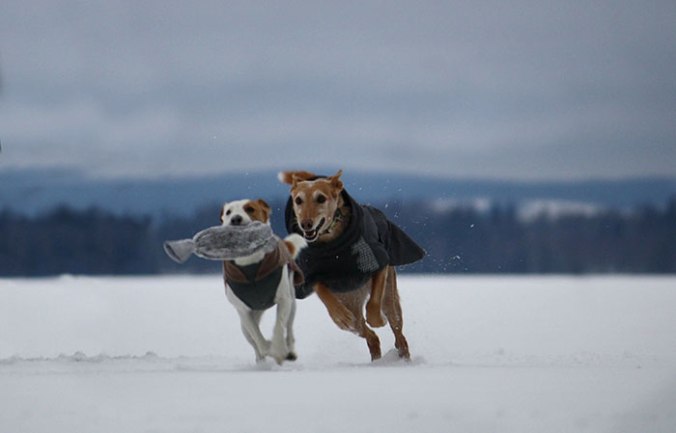 Två hundar som leker