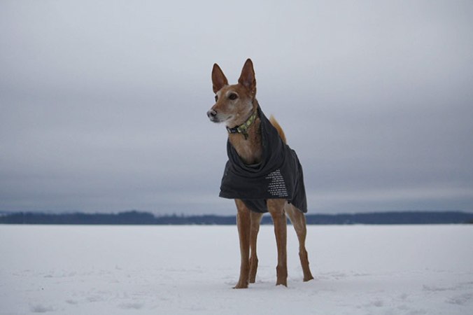 Podenco i snö